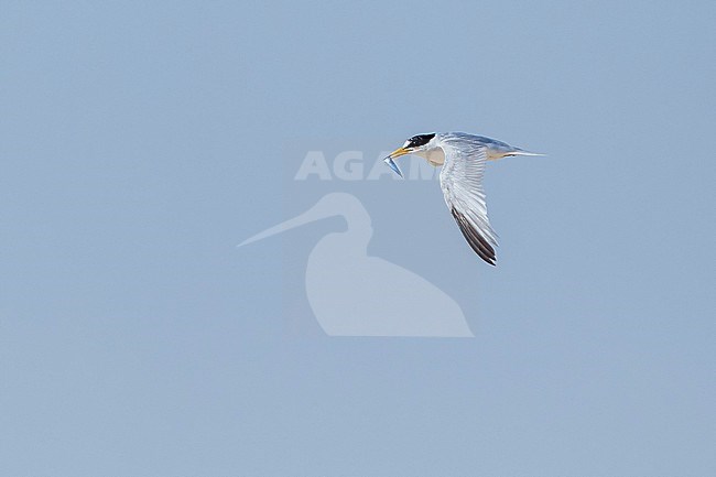 Saunders's Tern, Sternula saundersi, in Egypt. Adult in flight. stock-image by Agami/Vincent Legrand,