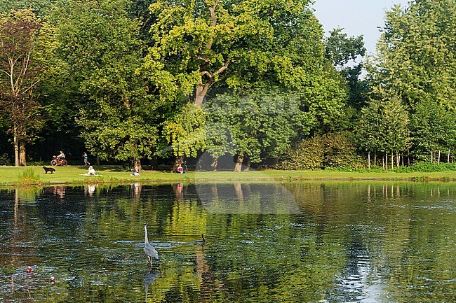 Park in Amsterdam in de zomer; Park in Amsterdam in summer stock-image by Agami/Marc Guyt,