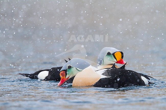 King Eider (Somateria spectabilis), Norway, 3rd calender year male swimming in harbour. stock-image by Agami/Ralph Martin,