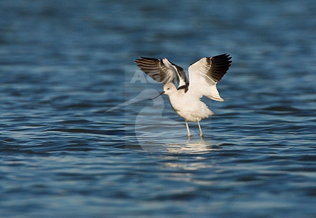 Noord-amerikaanse Kluut; American Avocet stock-image by Agami/Marc Guyt,