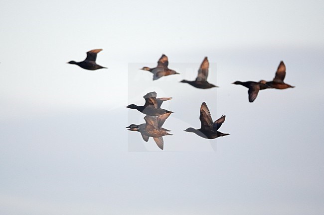Zwarte Zee-eend groep vliegend; Common Scoter flock flying stock-image by Agami/Markus Varesvuo,