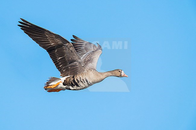 Adult
Colusa Co., CA
January 2023 stock-image by Agami/Brian E Small,