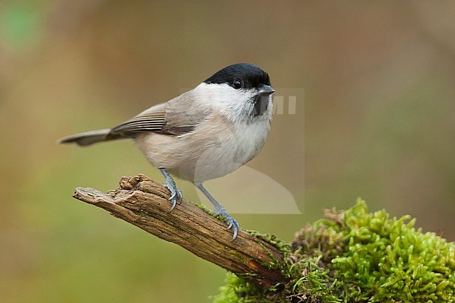 Glanskop; Marsh Tit;  Poecile palustris ssp. palustris, stock-image by Agami/Ralph Martin,