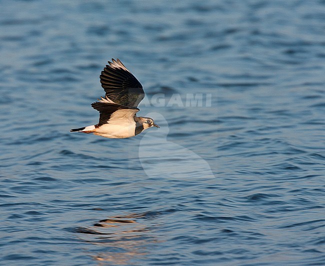 Adult Northern Lapwing (Vanellus vanellus) in winter plumage in flight at Starrevaart, Netherlands. Showing underwing stock-image by Agami/Marc Guyt,