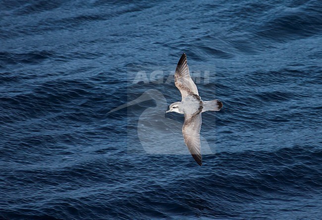 Antarctische Prion vliegend boven zee; Antarctic Prion flying over the sea stock-image by Agami/Marc Guyt,