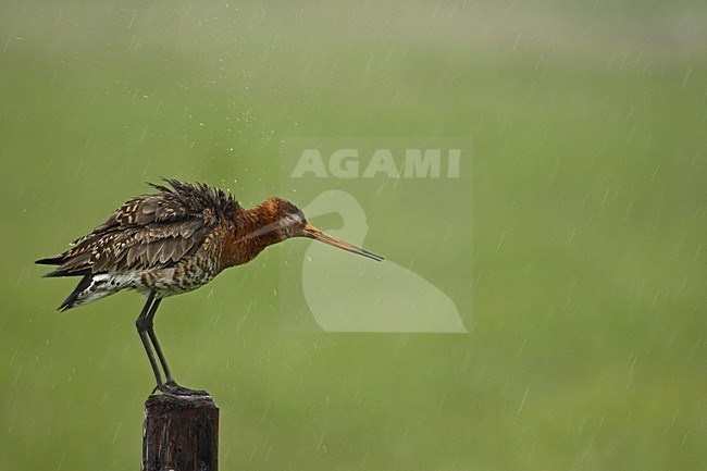 Grutto zittend op paal in de regen; Black-tailed Godwit standing on pole in the rain stock-image by Agami/Kristin Wilmers,