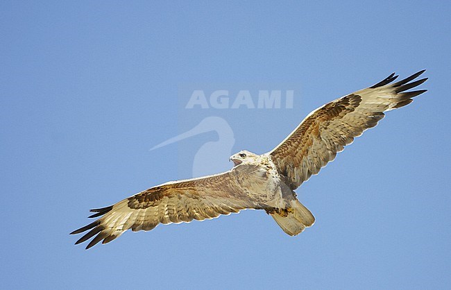 Upland Buzzard (Buteo hemilasius) in flight in Mongolia during summer. stock-image by Agami/Jari Peltomäki,