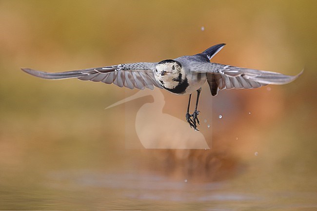 White Wagtail (Motacilla alba) in Italy. stock-image by Agami/Daniele Occhiato,