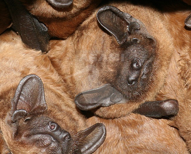 Groep slapende Rosse Vleermuizen; Groep of sleeping Common Noctules stock-image by Agami/Theo Douma,