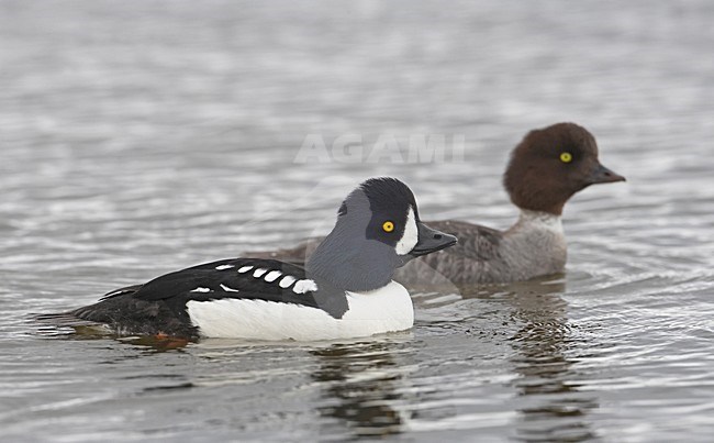 Paartje IJslandse Brilduiker, Pair Barrow's Goldeneye stock-image by Agami/Markus Varesvuo,