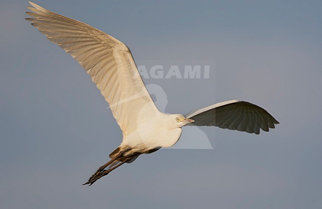 Yellow-billed Egret (Ardea brachyrhyncha) in flight along the coast of The Gambia. stock-image by Agami/Marc Guyt,