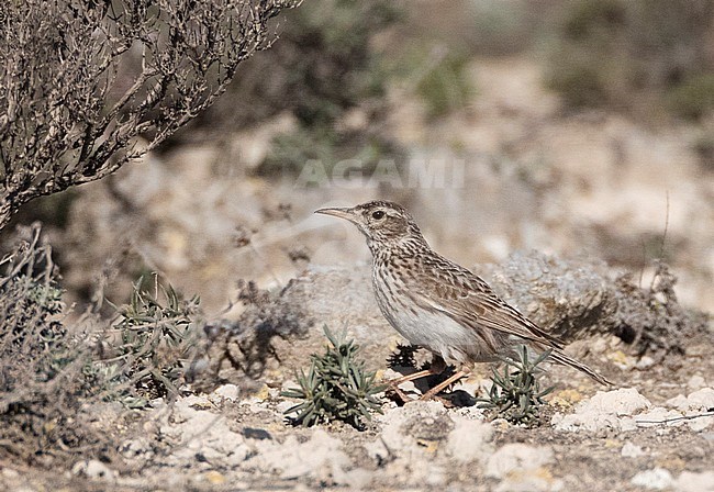 Dupont's Lark (Chersophilus duponti duponti) in Spanish steppes. stock-image by Agami/Marc Guyt,