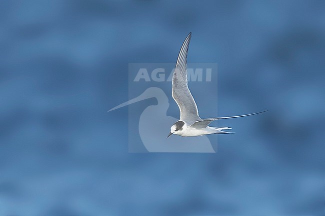 1st summer Arctic Tern (Sterna paradisaea) in flight over Seward Peninsula, Alaska, United States.
June 2018. stock-image by Agami/Brian E Small,