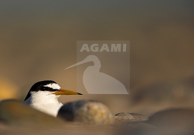 Volwassen Dwergstern zittend op het strand; Adult Little Tern (Sternula albifrons) standing on the beach stock-image by Agami/Danny Green,