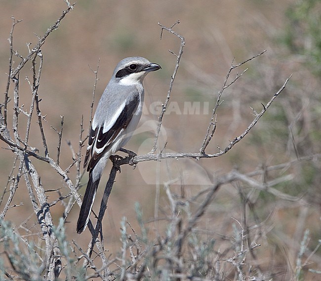 Adult Steppe Grey Shrike (Lanius pallidirostris) stock-image by Agami/Andy & Gill Swash ,