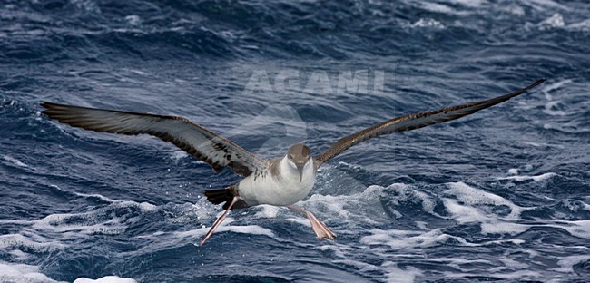 Grote Pijlstormvogel op volle zee; Great Shearwater out at sea stock-image by Agami/Marc Guyt,