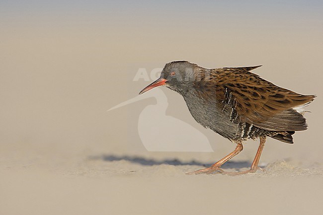 Water Rail, Waterral, Rallus aquaticus stock-image by Agami/Arie Ouwerkerk,