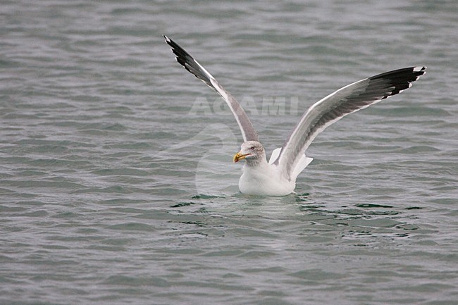 Azoren Geelpootmeeuw winterkleed in vlucht, Azorean Yellow-legged Gull winterplumage in flight stock-image by Agami/Menno van Duijn,