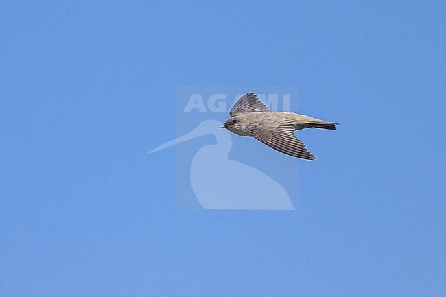 Rock Martin, Ptyonoprogne fuligula, in Oman. stock-image by Agami/Sylvain Reyt,