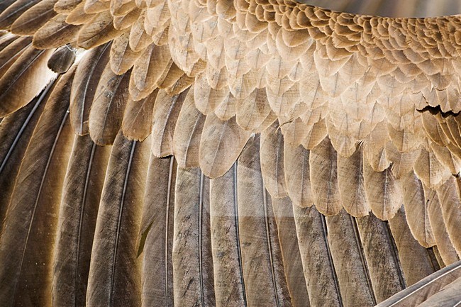 Kapgier; Hooded Vulture stock-image by Agami/Marc Guyt,