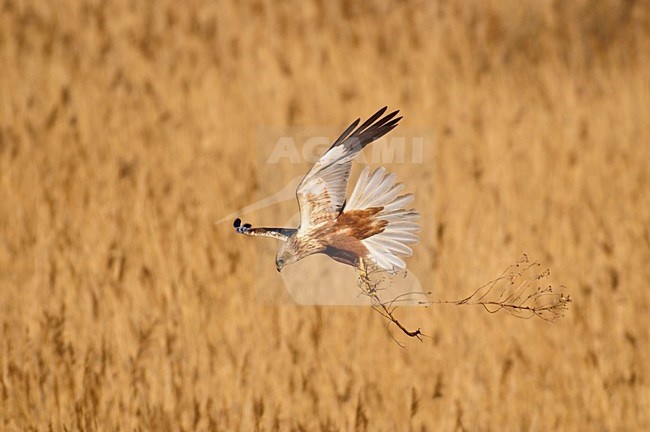 Mannetje Bruine Kiekendief met nestmateriaal in de vlucht; Male Marsh Harrier with nestmaterial in flight stock-image by Agami/Hans Gebuis,