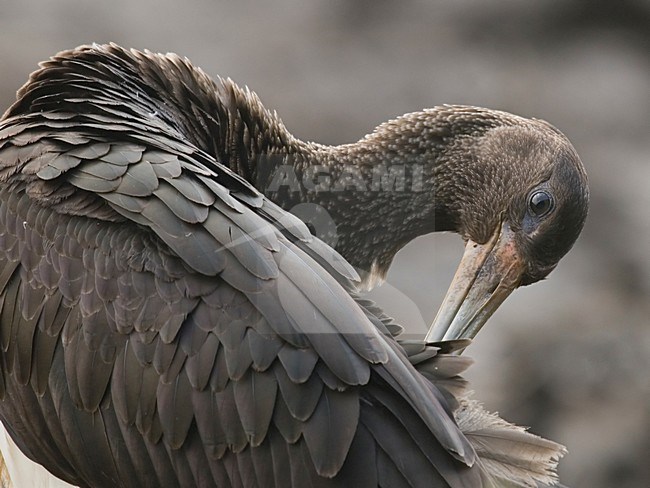 Black Stork immature close-up; Zwarte ooievaar onvolwassen porttret stock-image by Agami/Han Bouwmeester,