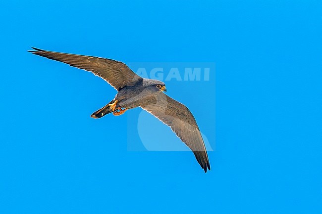 Sooty Falcon flying over a small island in Egypt. stock-image by Agami/Vincent Legrand,