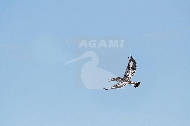 Pied Kingfisher - Graufischer - Ceryle rudis ssp. rudis, Botswana, adult stock-image by Agami/Ralph Martin,