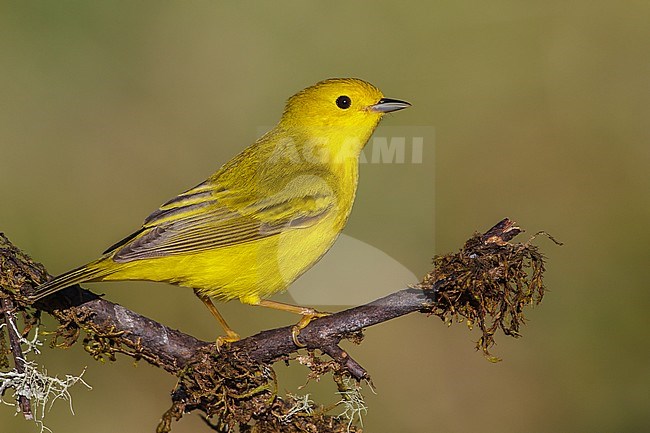 Adult male
Galveston Co., TX
May 2012 stock-image by Agami/Brian E Small,