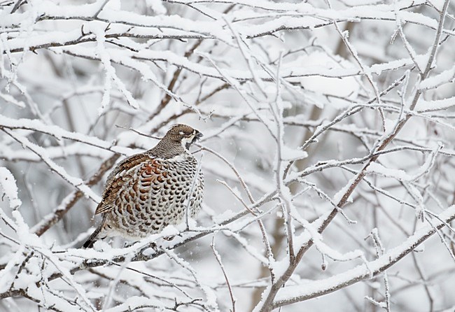 Mannetje Hazelhoen foeragerend in besneeuwde struiken; Male Hazel Grouse feeding in snow covered trees stock-image by Agami/Markus Varesvuo,