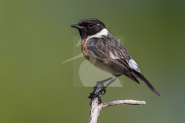 Roodborsttapuit; European Stonechat stock-image by Agami/Daniele Occhiato,