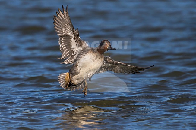 Mannetje Wintertaling; Eurasian Teal male stock-image by Agami/Daniele Occhiato,