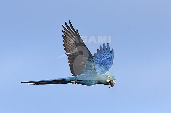 Endangered Lear's Macaw (Anodorhynchus leari), a very species with a highly restricted range in Brazil. stock-image by Agami/Laurens Steijn,
