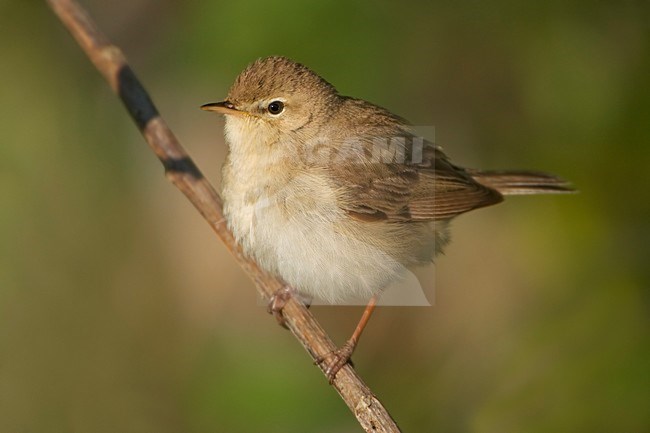 Kleine Spotvogel zittend op twijg; Booted Warbler perched on twig stock-image by Agami/Daniele Occhiato,