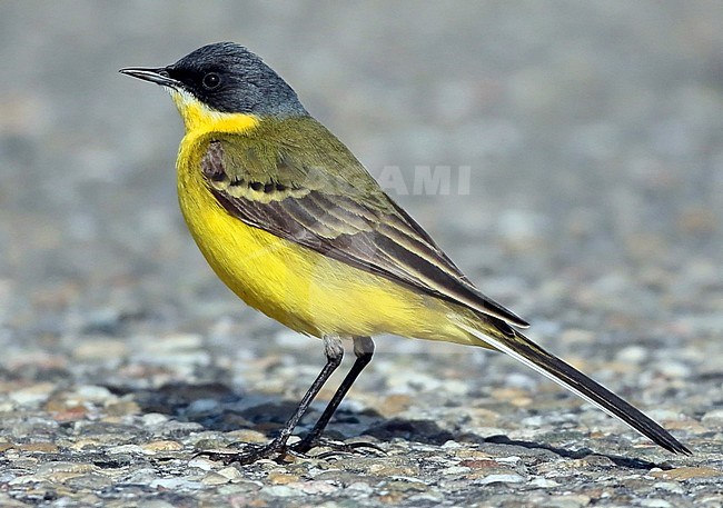 Adult male Grey-headed Wagtail (Motacilla thunbergi) standing on the ground, seen from the side stock-image by Agami/Fred Visscher,