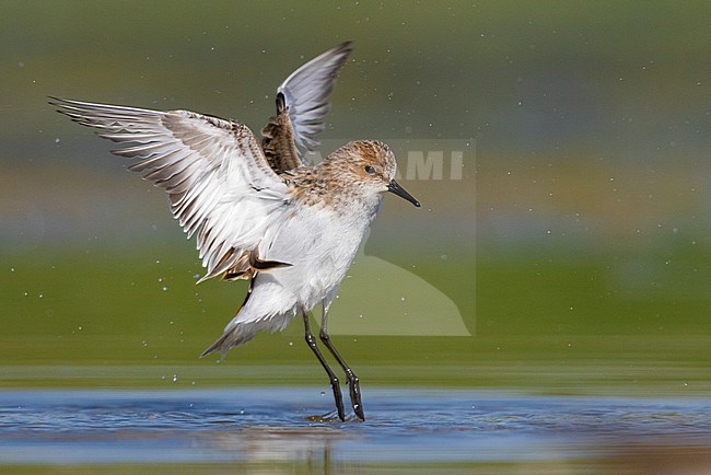 Little Stint (Calidris minuta), side view of an adult taking a bath, Campania, Italy stock-image by Agami/Saverio Gatto,