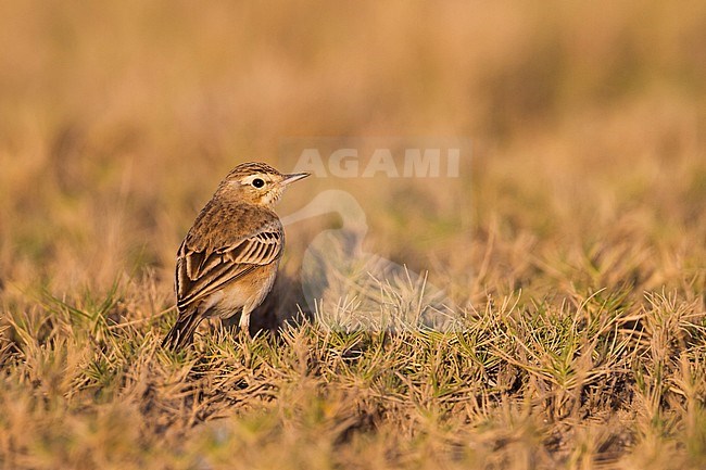 Tawny Pipit - Brachpieper - Anthus campestris, Oman stock-image by Agami/Ralph Martin,