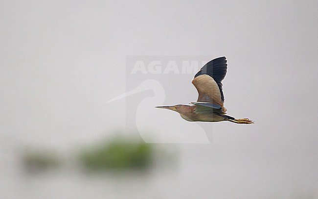 Yellow Bittern (Ixobrychus sinensis) in flight over water at Chiang Saen Lake, Thailand stock-image by Agami/Helge Sorensen,