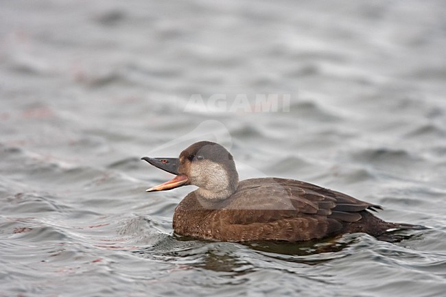 Common Scoter female swimming; Zwarte ZeeeÃ«end vrouw zwemmend stock-image by Agami/Jari Peltomäki,