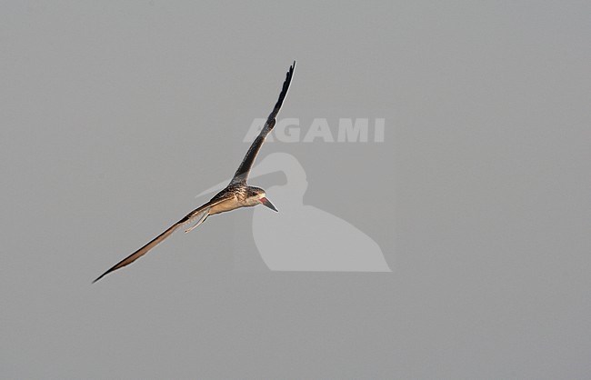 Black Skimmer (Rynchops niger), juvenile in flight at beach in Cape May, New Jersey, USA stock-image by Agami/Helge Sorensen,