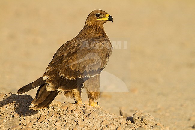 Steppe Eagle - Steppenadler - Aquila nipalensis, Oman, 2nd cy stock-image by Agami/Ralph Martin,