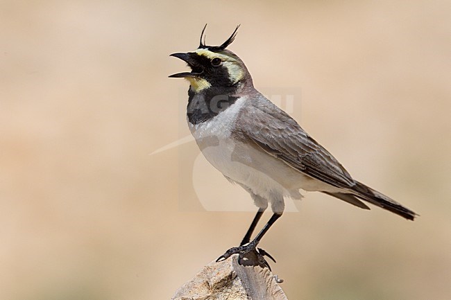 Strandleeuwerik zingend; Horned Lark singing stock-image by Agami/Daniele Occhiato,