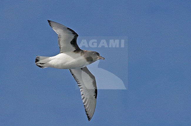 Antarctic Petrel (Thalassoica antarctica) flying over the southern Atlantic ocean. stock-image by Agami/Pete Morris,