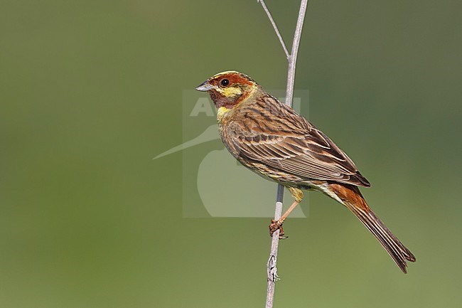 Hybrid Yellowhammer x Pine Bunting, Emberiza citrinella x Emberiza leucocephalos stock-image by Agami/Ralph Martin,