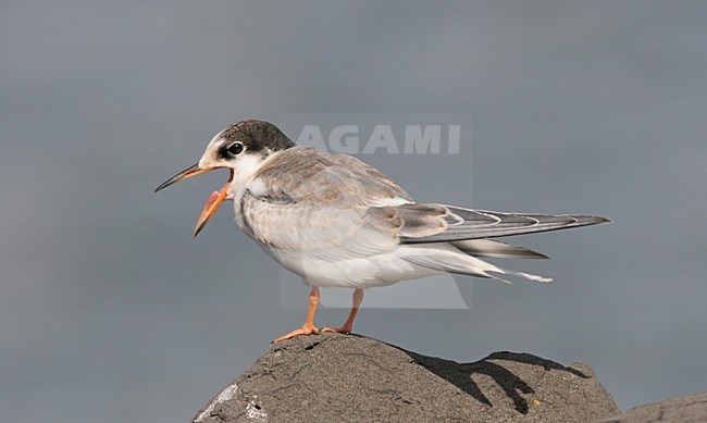 Juvenile Visdief zittend op steen; Juvenile Common Tern perched on rock stock-image by Agami/Chris van Rijswijk,