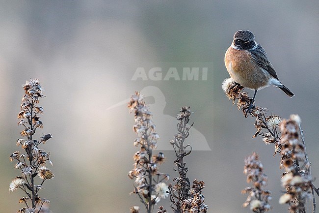 Mannetje Roodborsttapuit; Male European Stonechat stock-image by Agami/Daniele Occhiato,