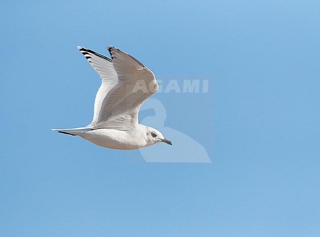 Second-winter Mediterranean Gull (Ichthyaetus melanocephalus) flying past the coast in the Ebro delta in Spain. stock-image by Agami/Marc Guyt,