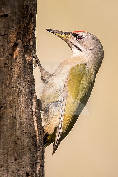 Grey-headed Woodpecker (Picus canus) foraging on a tree in the Danube delta in Romania. stock-image by Agami/Oscar Díez,