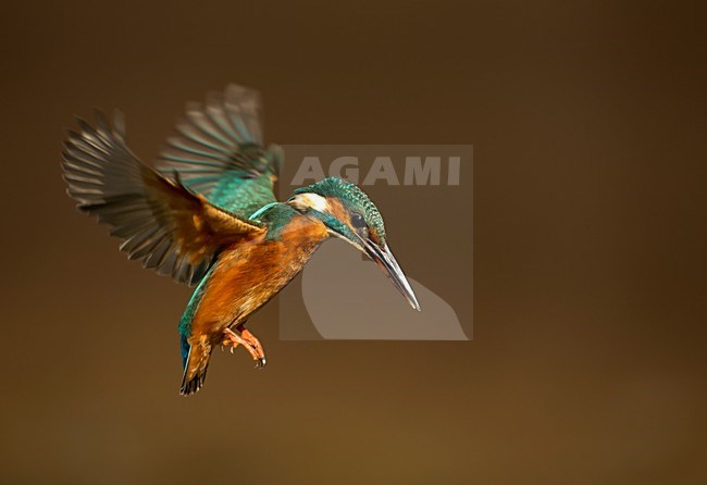 Biddende IJsvogel; Common Kingfisher hovering for fish stock-image by Agami/Danny Green,