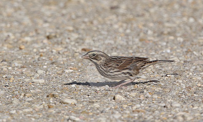 Savannah Sparrow (Passerculus sandwichensis savanna), walking on ground at Cape May, New Jersey, USA stock-image by Agami/Helge Sorensen,